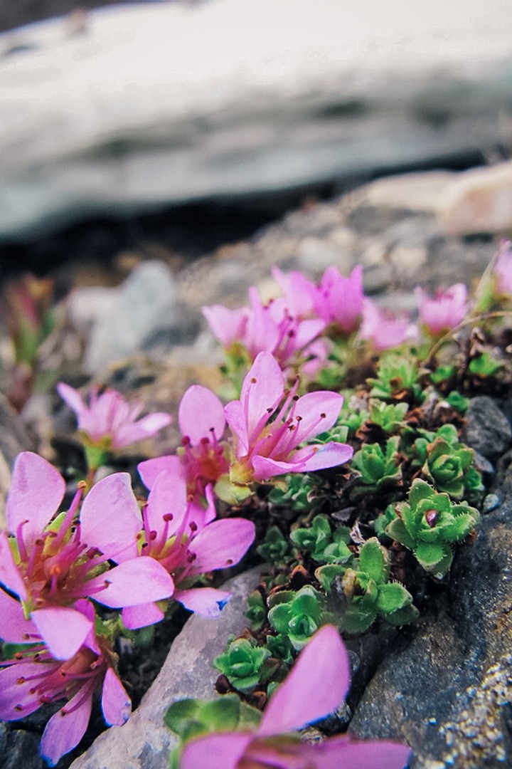 Mountain's flowers