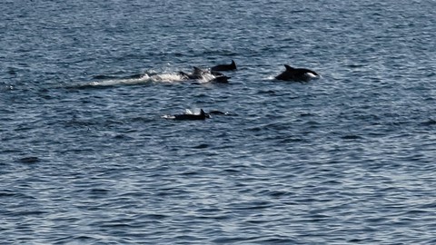 dolphin