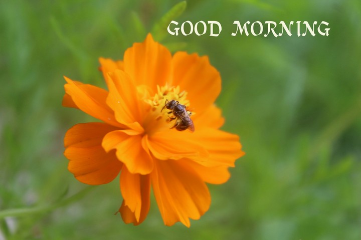 honey bee