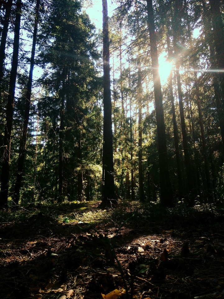 Forest