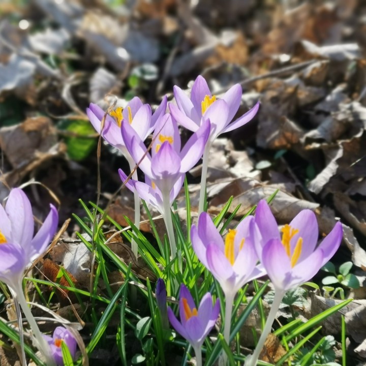 Spring is coming