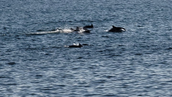 dolphin