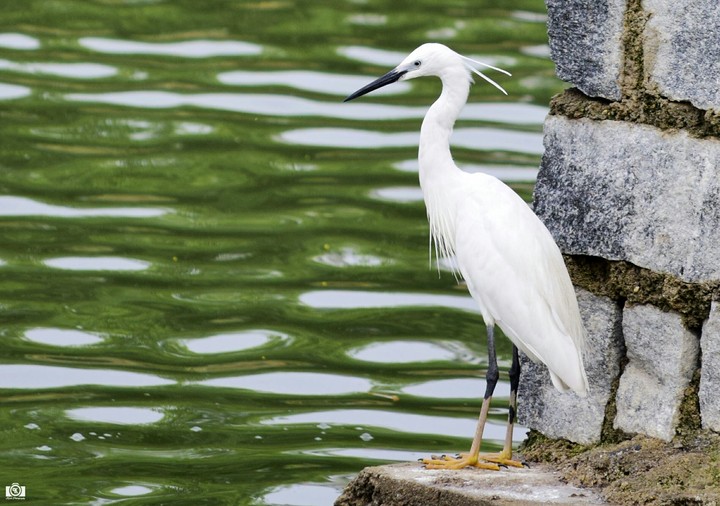 Little eggret nearby lake..