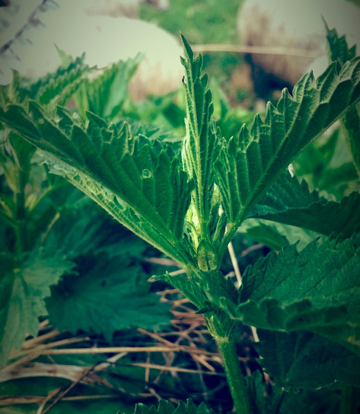 nettle