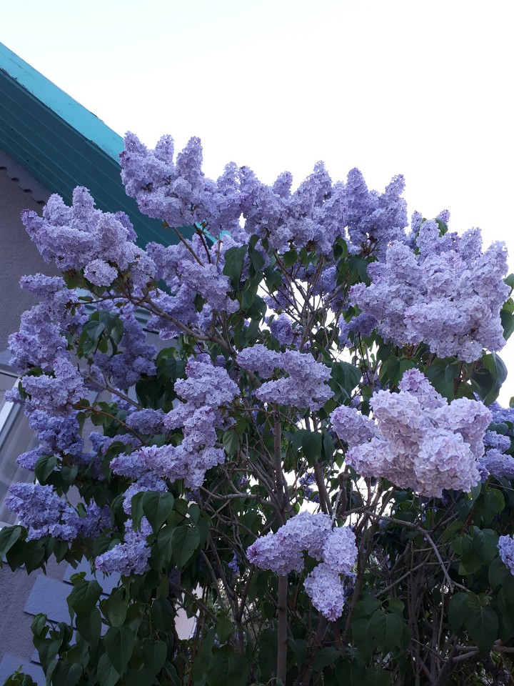 lilac