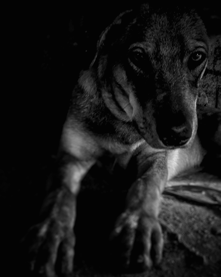 Dog
