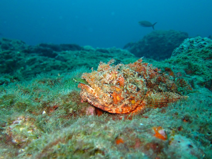 #Scorpionfish❤