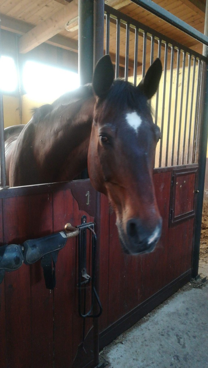 baltrappe mon hobby horse