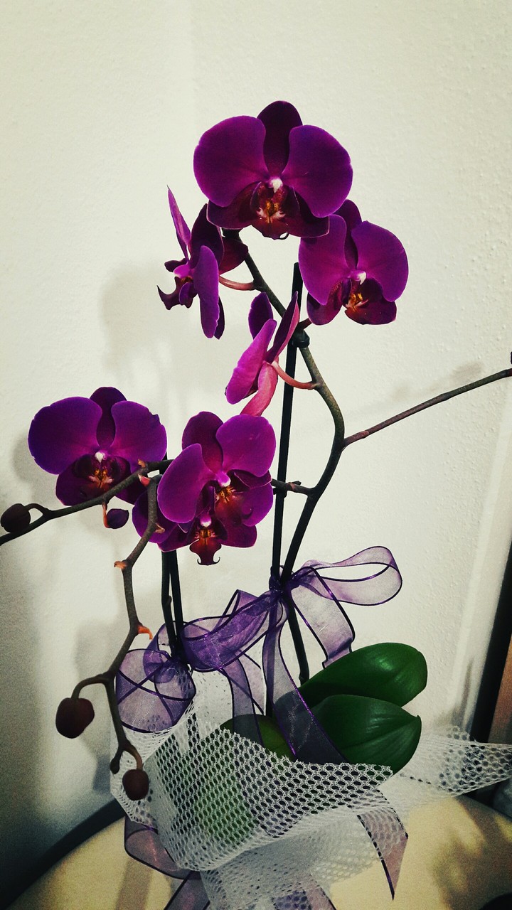 orchid
