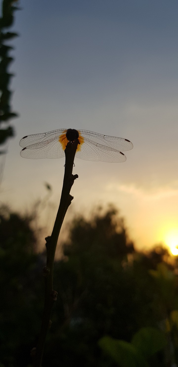 beautiful