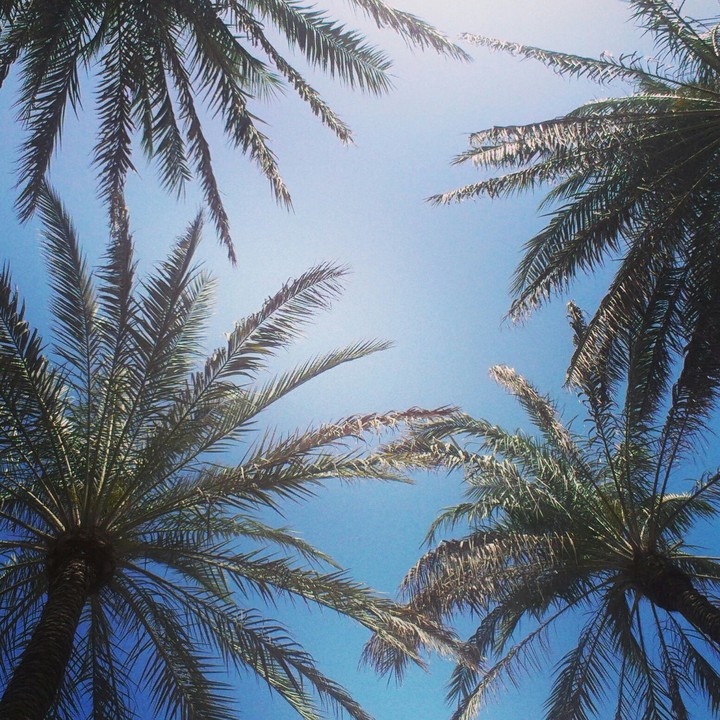 palm