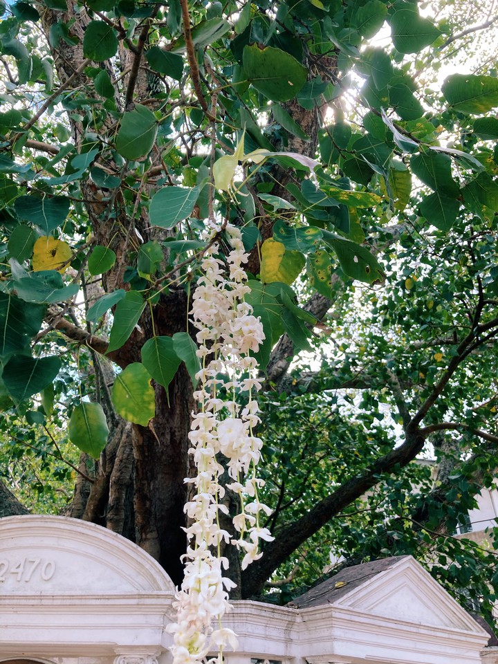 Bodhi Fig Tree (tree of awakening)