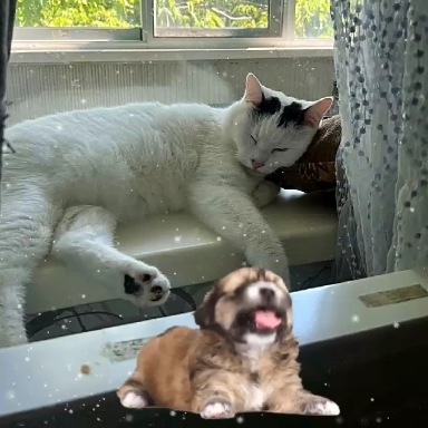 Кот и собачка ❤️