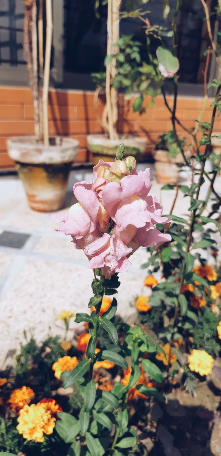 Flower