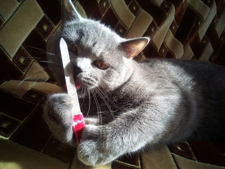 Кошка
