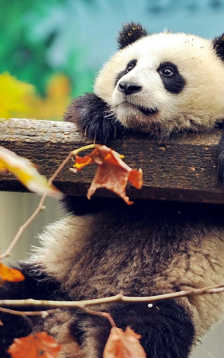 Cute Panda