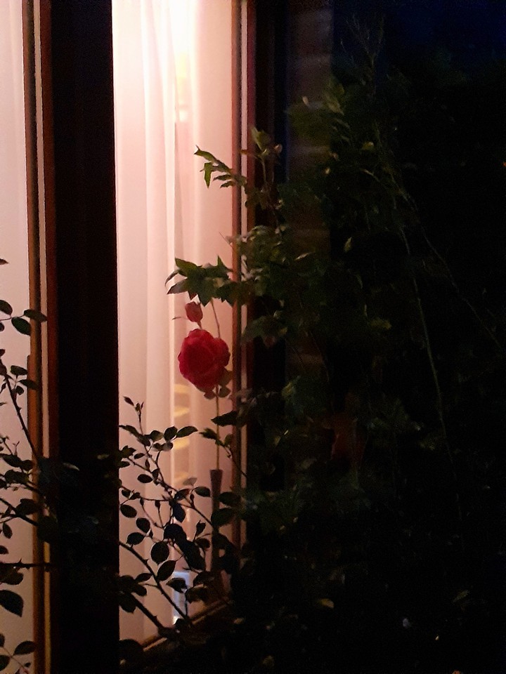 Rosa in the night
