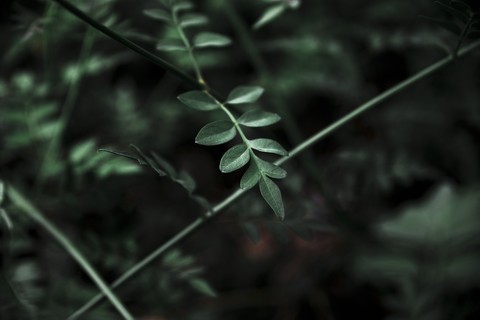 twig, Close-up वॉलपेपर