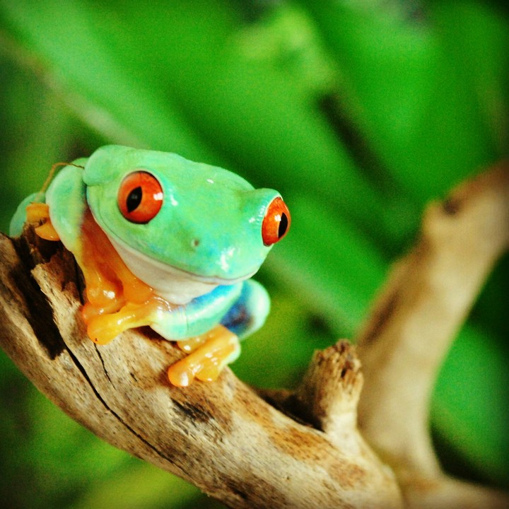 frog