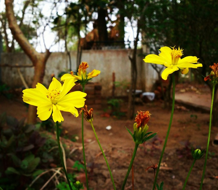 flowers