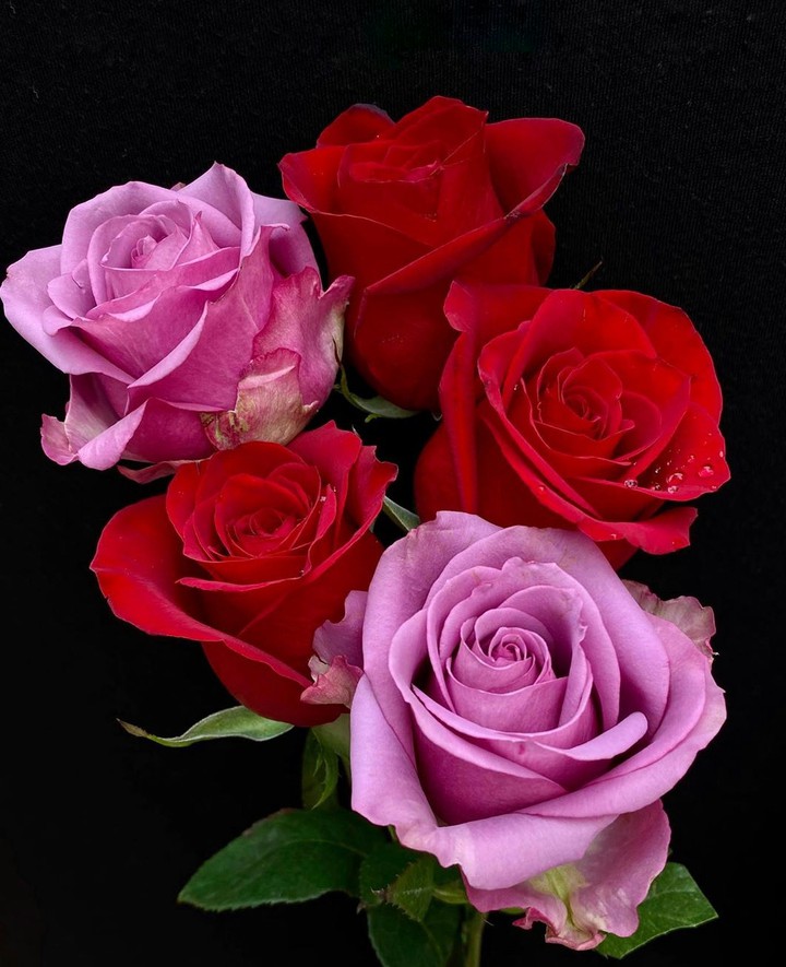 Roses