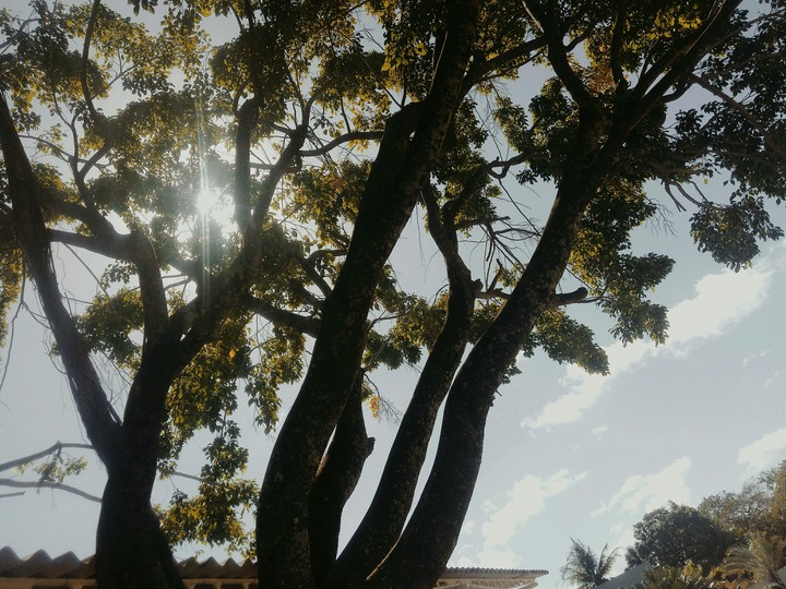 Three Trees