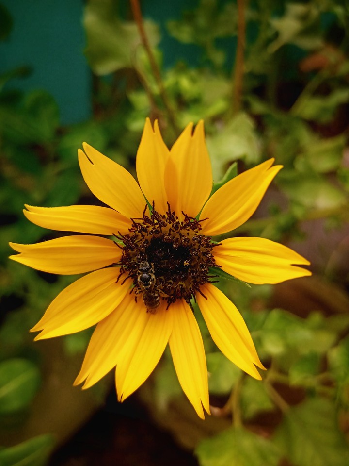 Sunflower with bee