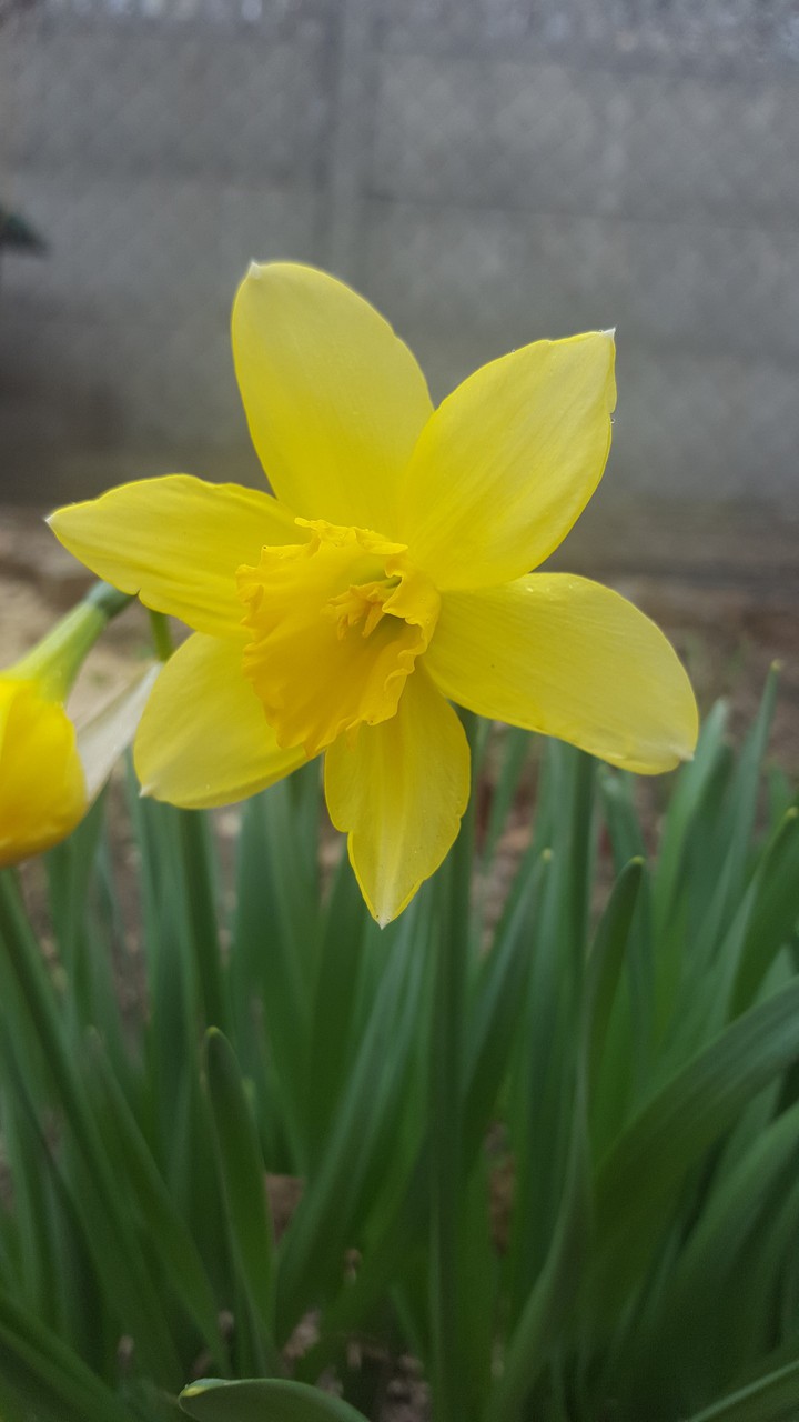 narcissus