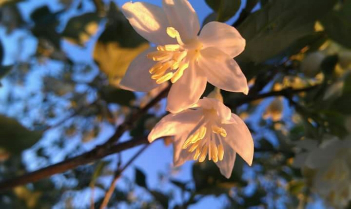 Hello spring!