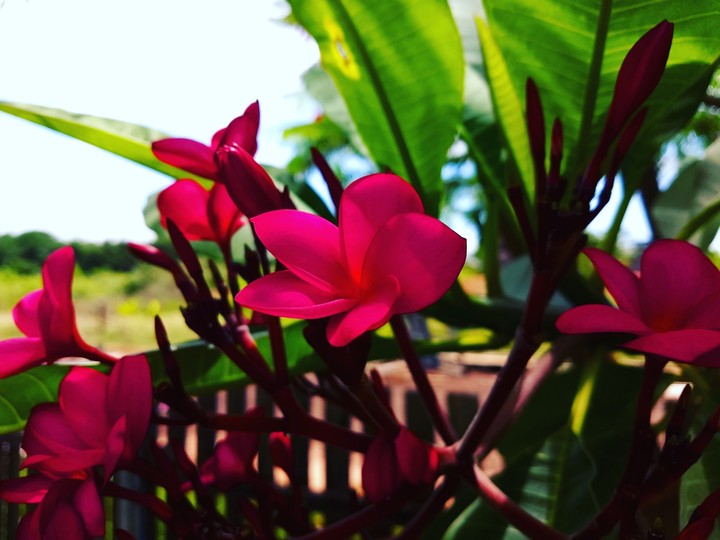 #flowers