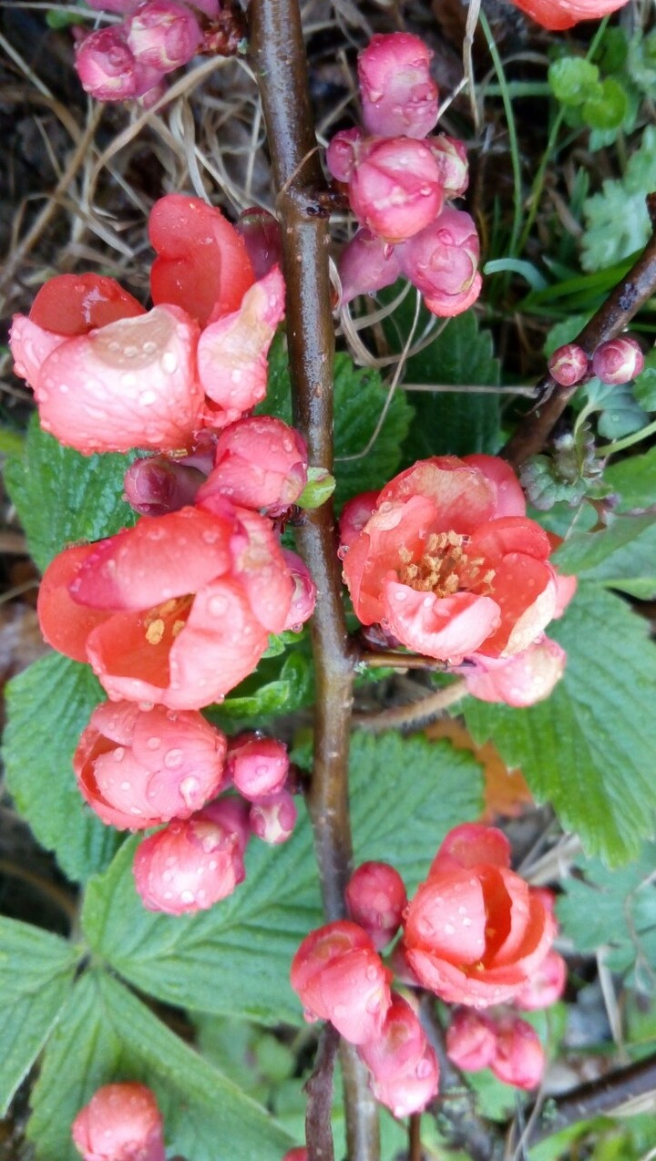 flovers