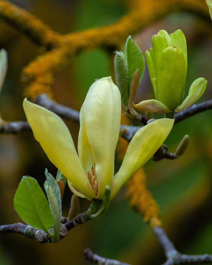 চম্পা ফুল