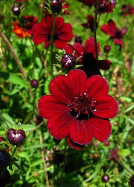 Chrysanthemum Chocolate