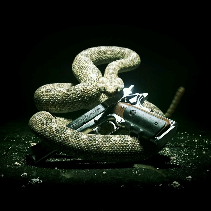 witch do you chose the gun or viper