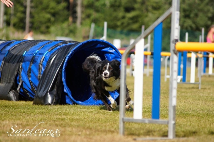 The Border Collie Because There Is No Better Dog