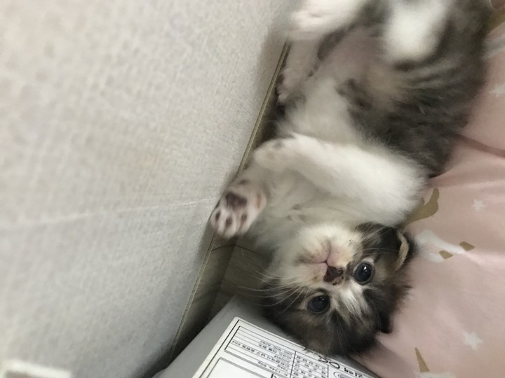 귀염