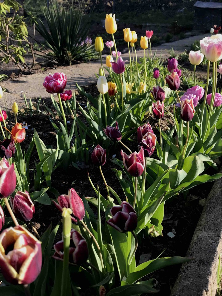 Flower - tulips