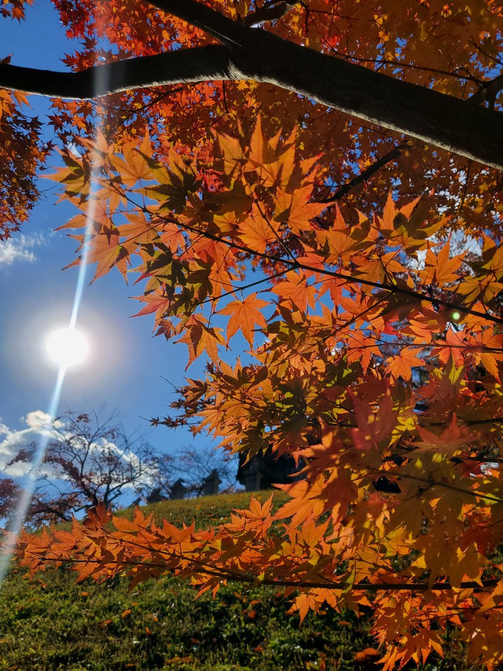 autumn Maple