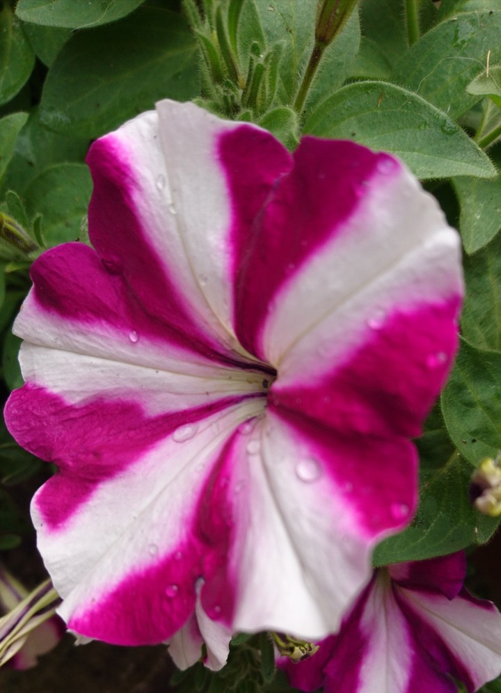 Peppi Petunia