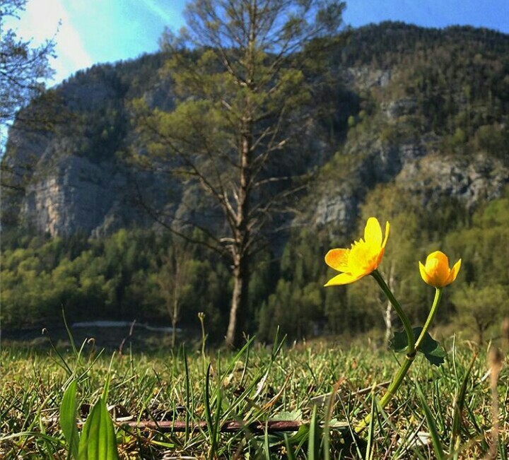mountain flowers