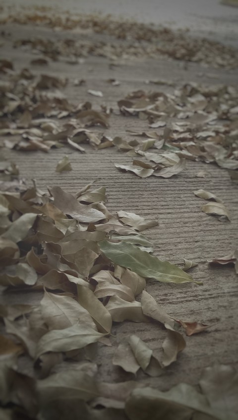 Dry leaves