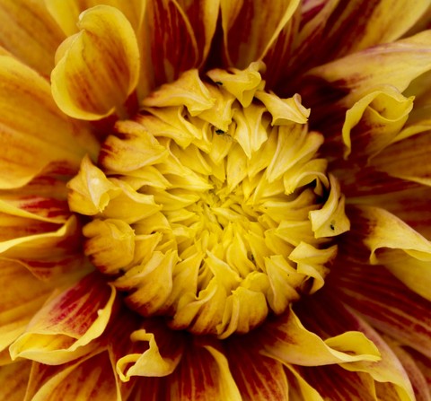 Yellow Dahlia