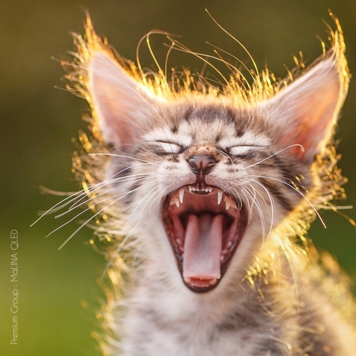 cate