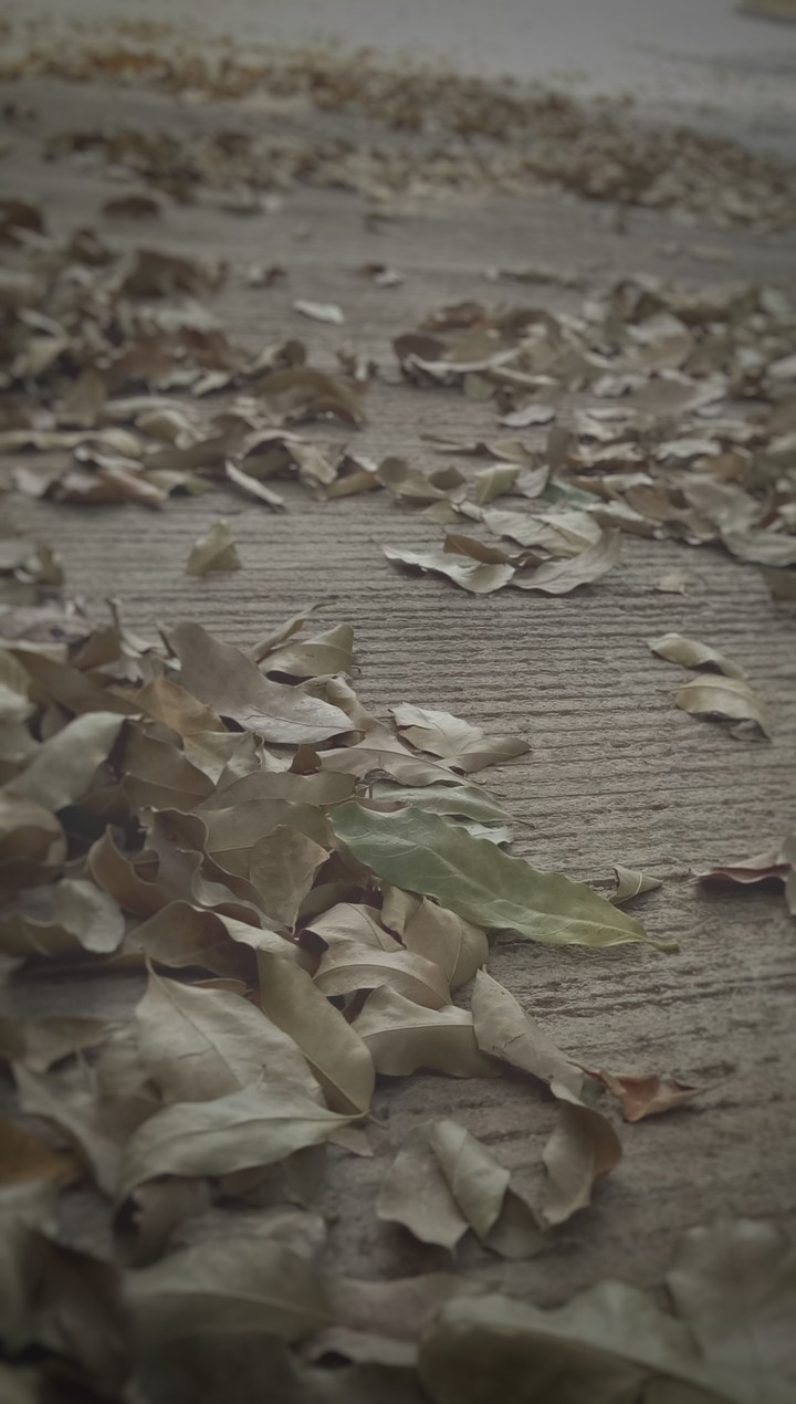 Dry leaves
