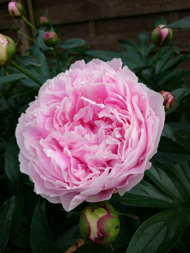 Pfingstrose rosa