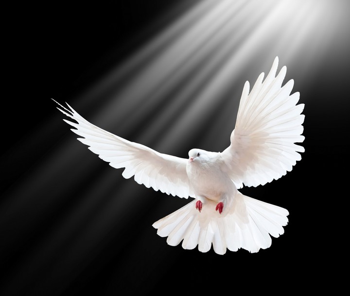 Just fly..