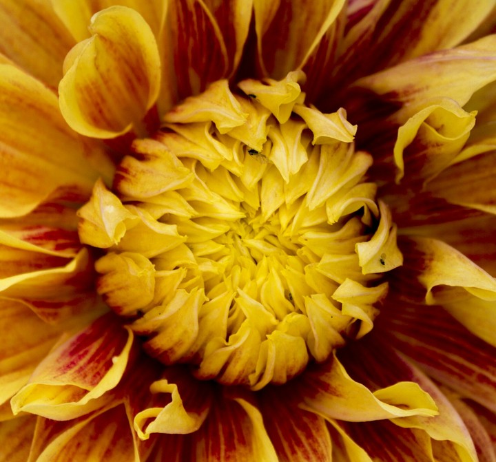 Yellow Dahlia