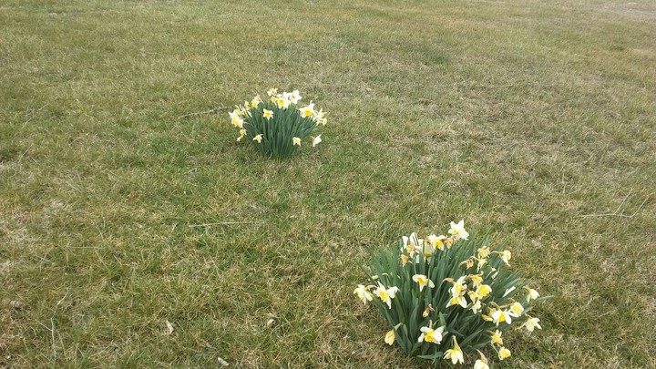spring flowers
