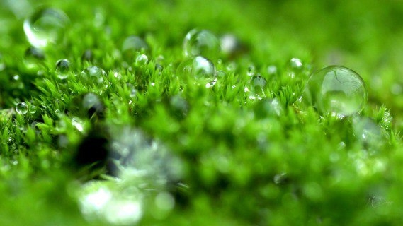 dewy grass