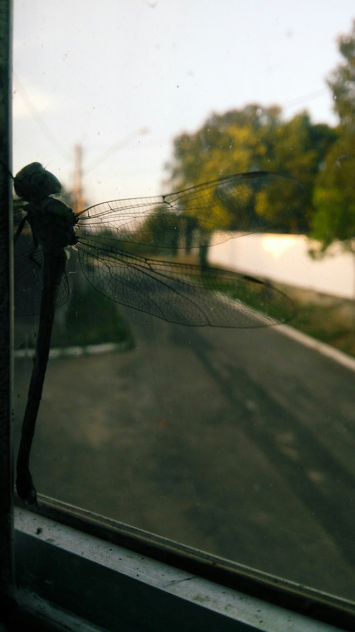 dragon-fly